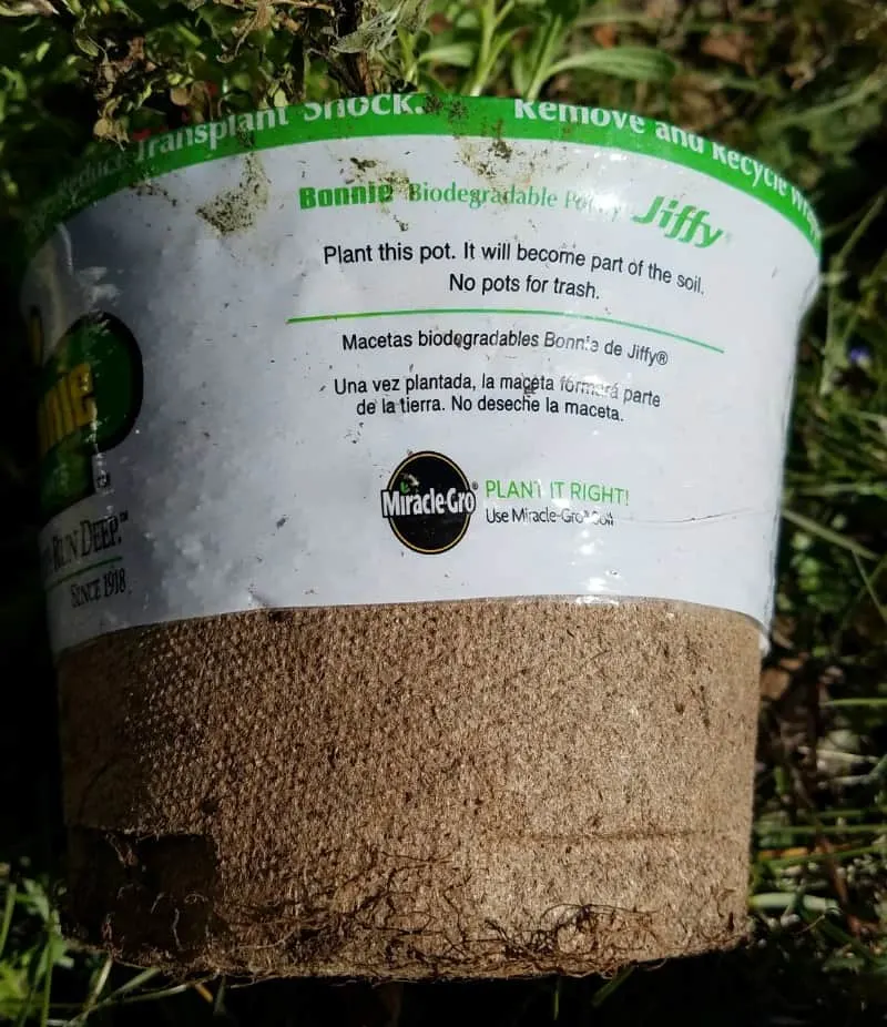 Biodegradable Bonnie pot