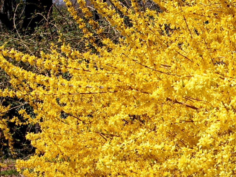 Blooming forsythia bush