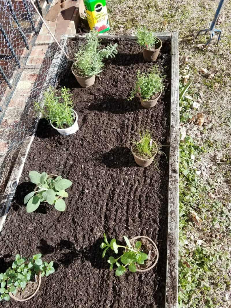 Bonnie plants set up and ready to be planted