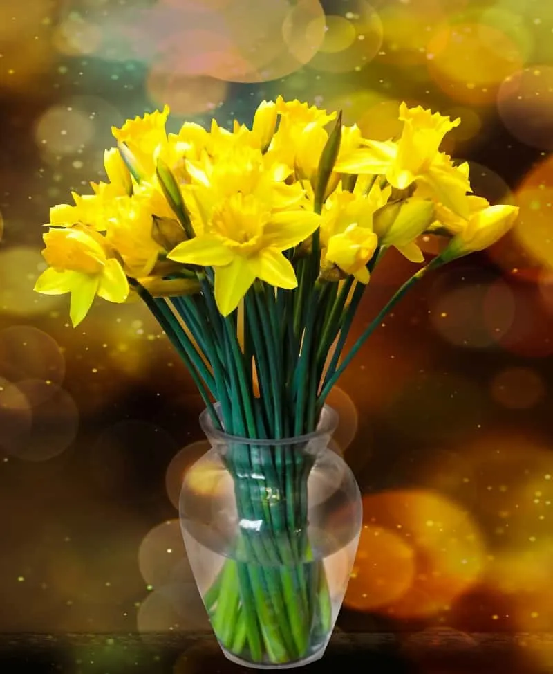 A vase filled with daffodils