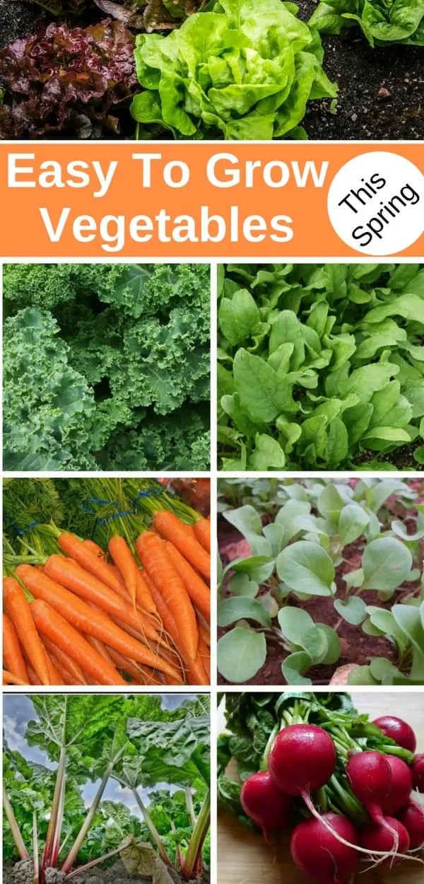 Collage of vegetables that are easy to grow in the spring: carrots, kale, spinach and arugula