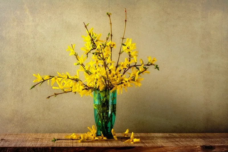 Brilliant yellow forsythia bloms in a green vase