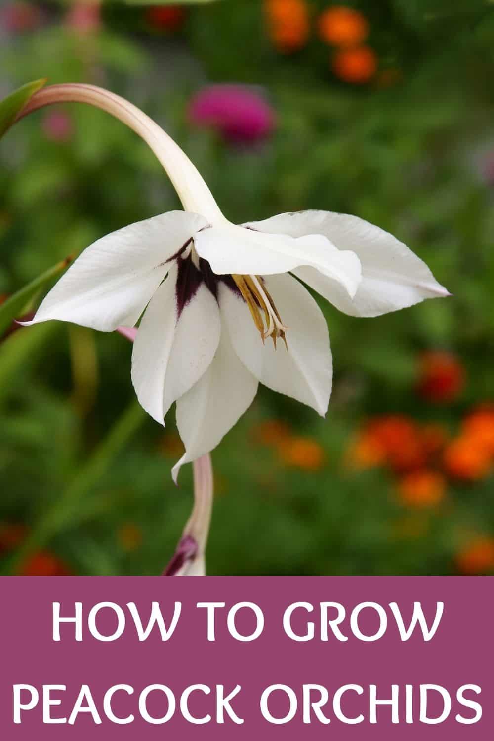 How to grow peacock orchids