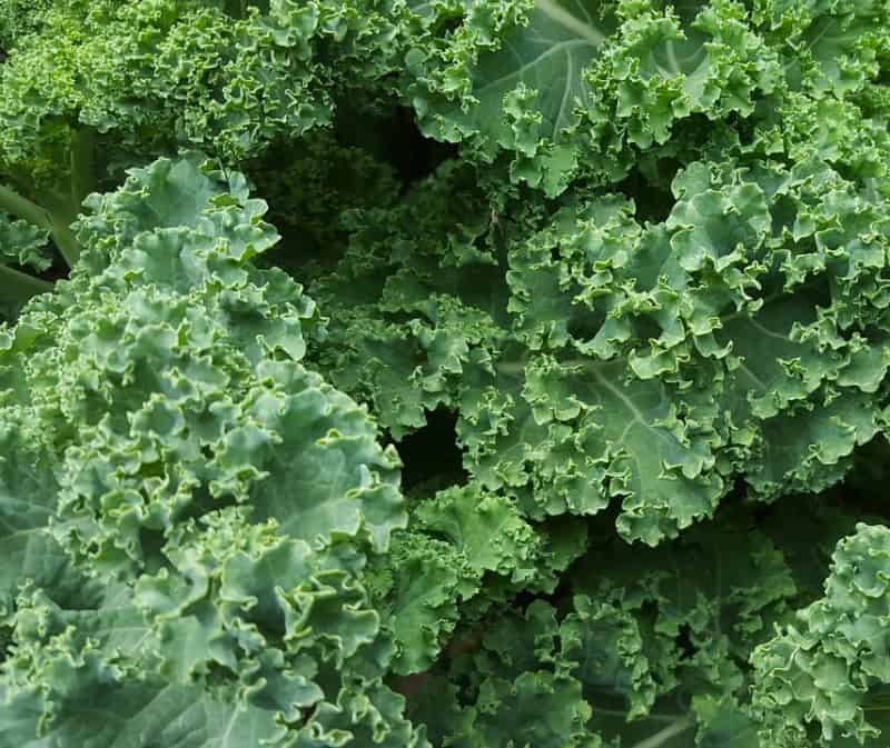 Kale in the graden