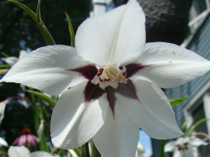 Beautiful peacock orchid, a white flower with reddish-purple markings and a delicate fragrance