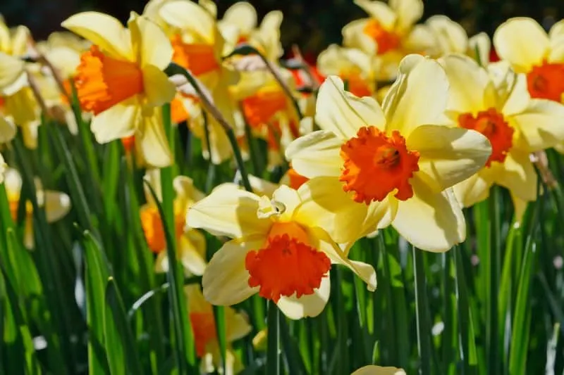 Yellow daffodils with orange centers