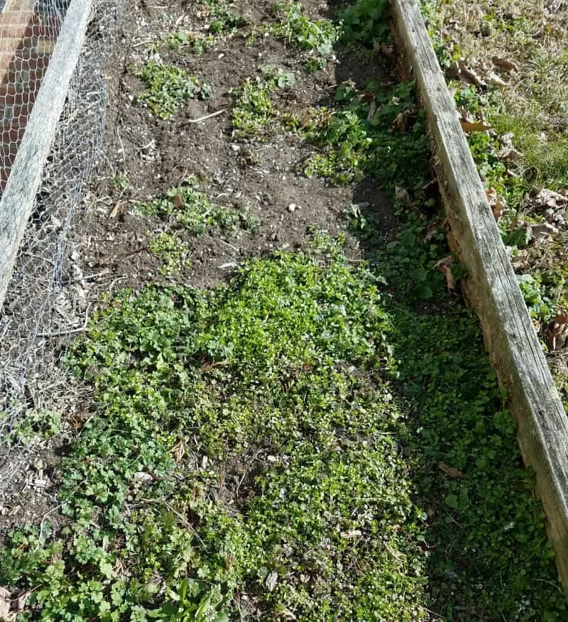 Raised bed full of weeds