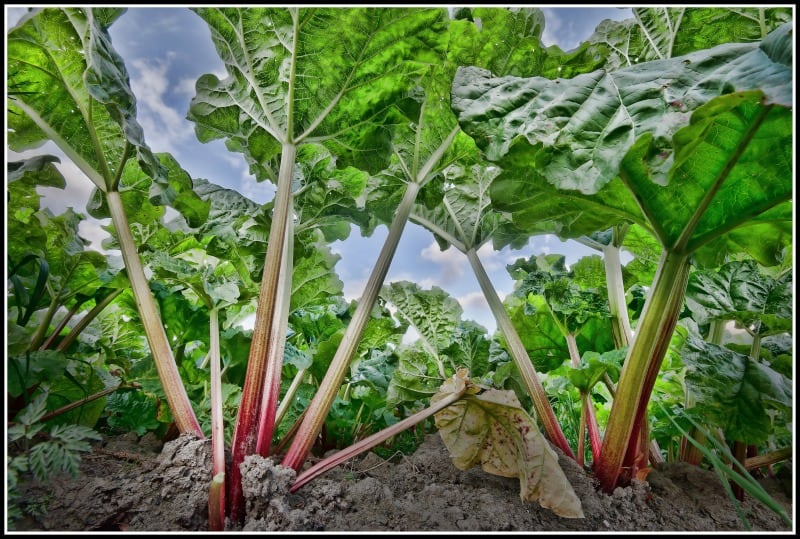 Rhubarb growing in my garden