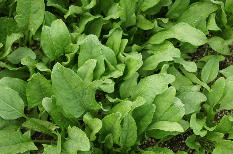 spinach growing in the garden