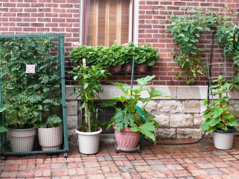 Urban court vegetable garden