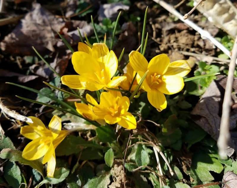 Yellow crocus in my garden