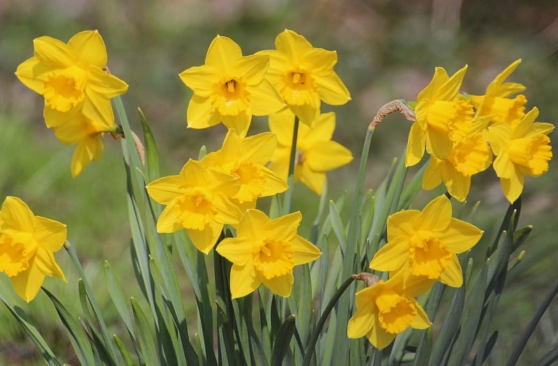 Yellow daffodils