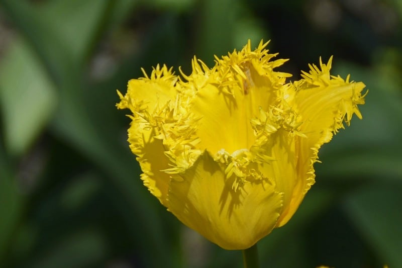 Yellow fringed tulip