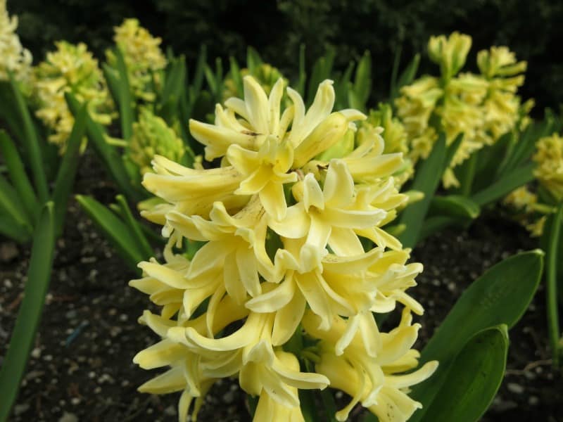 A close up of a yellow hyacinth flower