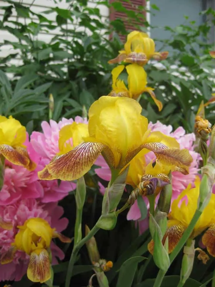 Yellow iris and pink peonies in my front yard