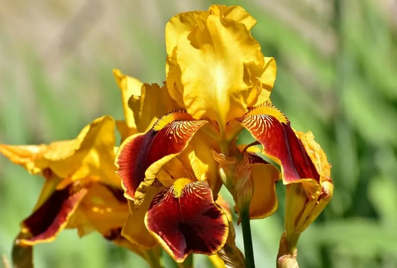 Yellow iris with deep brown accents.