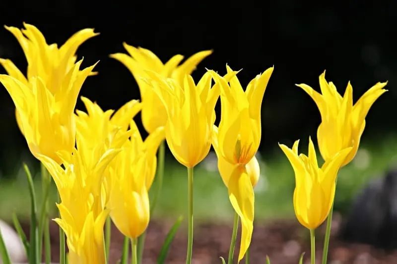 Yellow lily flowered tulips