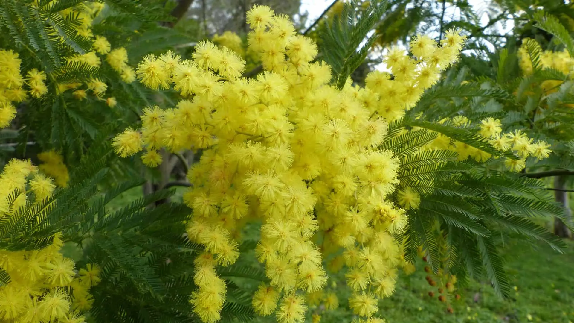 Yellow mimosa blooms