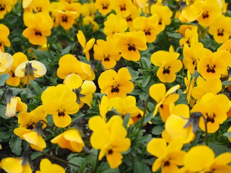 A field of yellow pansies