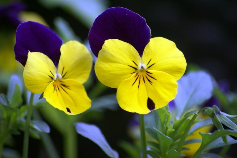 Yellow and purple pansies