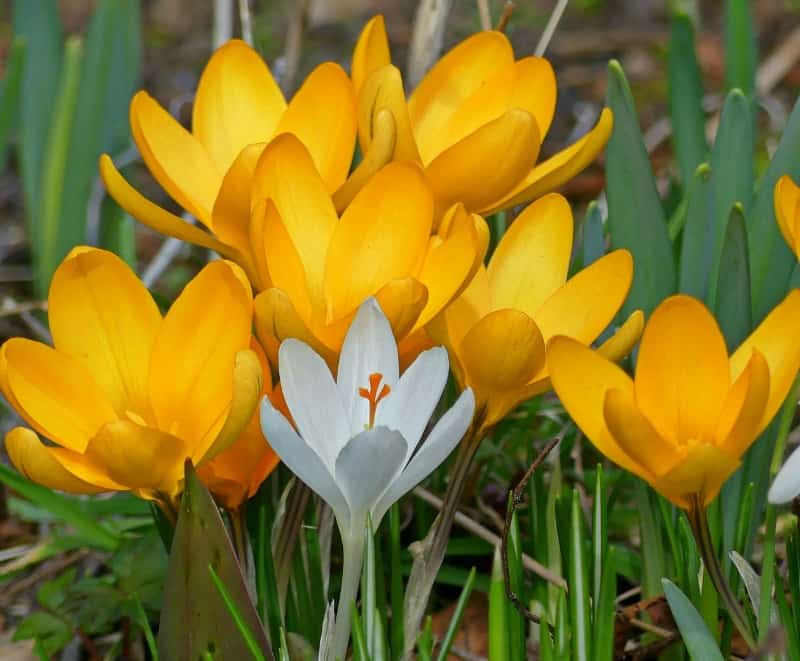 11 Yellow Spring Flowers To Make Your Garden Pop