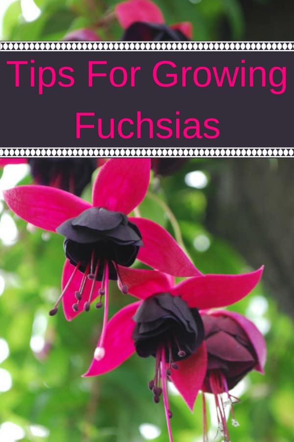 wine and hot pink fuchsia flowers