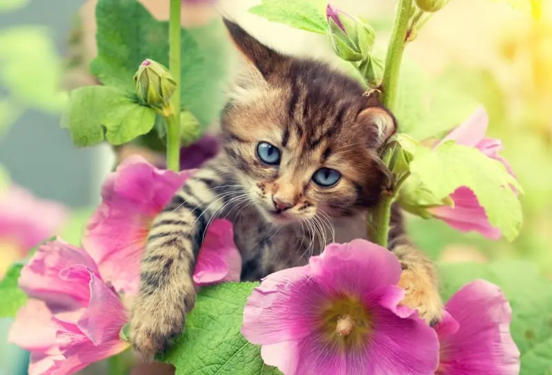 Gorgeous kitten in the garden with mallow flowers