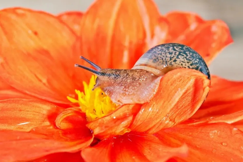 Snail on an orange flower.