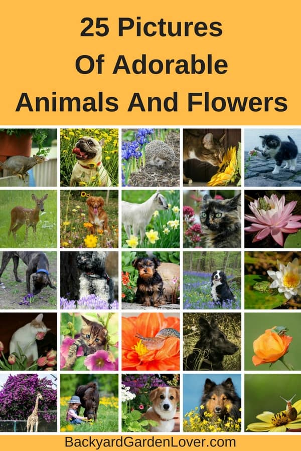 collage of animals and flowers