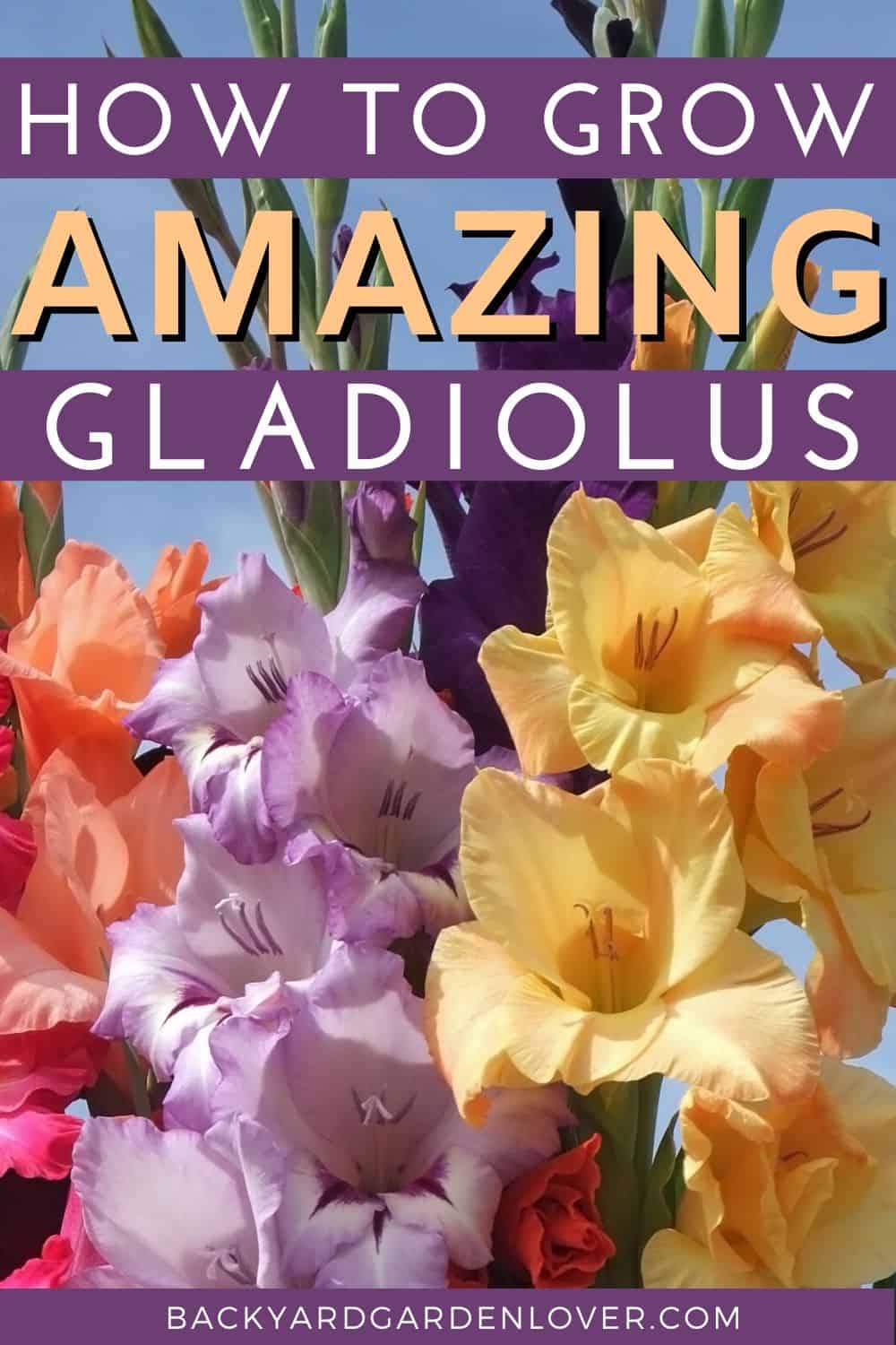 pastel gladiolus 
