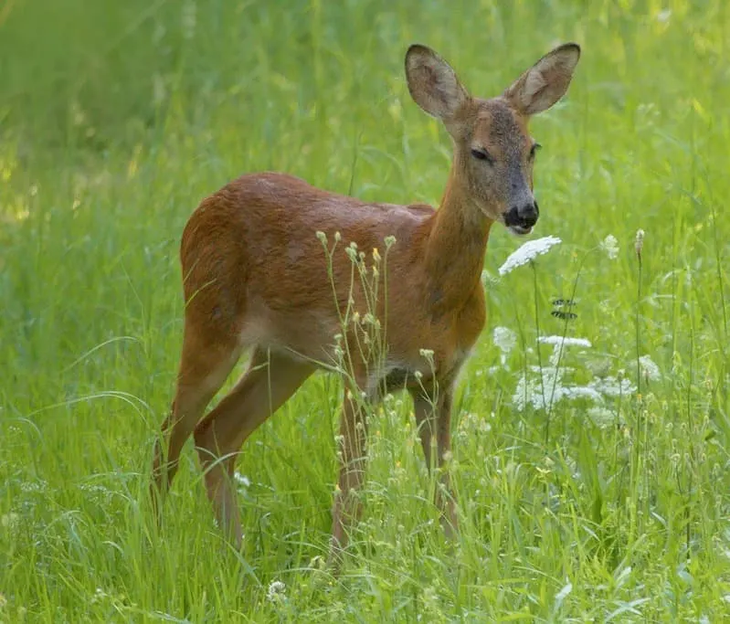 Bambi enjoying some white flowers