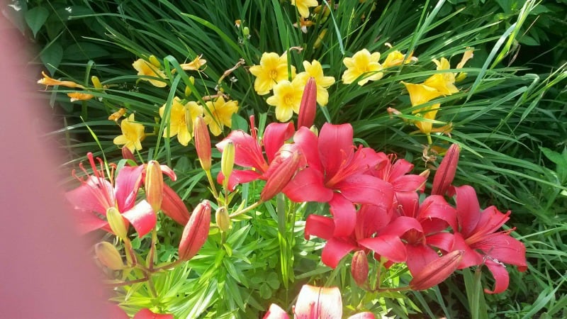 Beautiful yellow and pink flowers