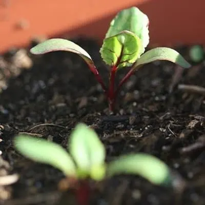 beet seedlings