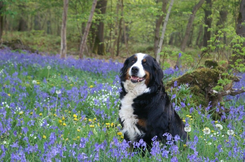 Bernese mountain dog in forest full of flowers