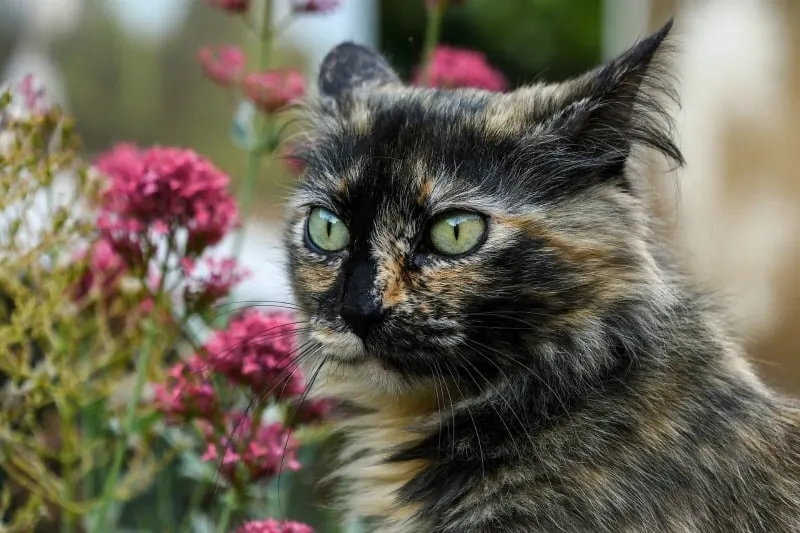 Big eyed cat looking at flowers