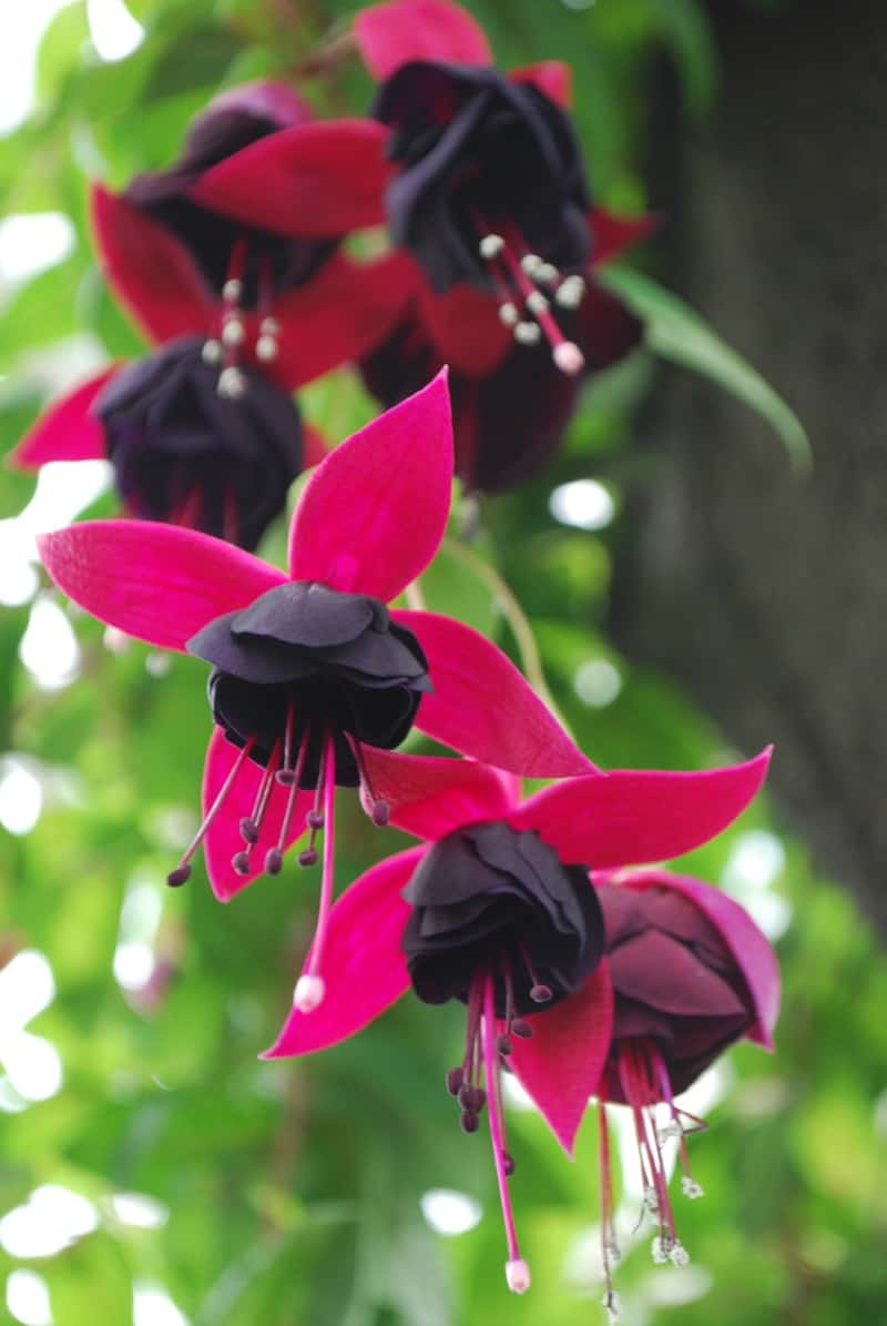 Black and pink fuchsias