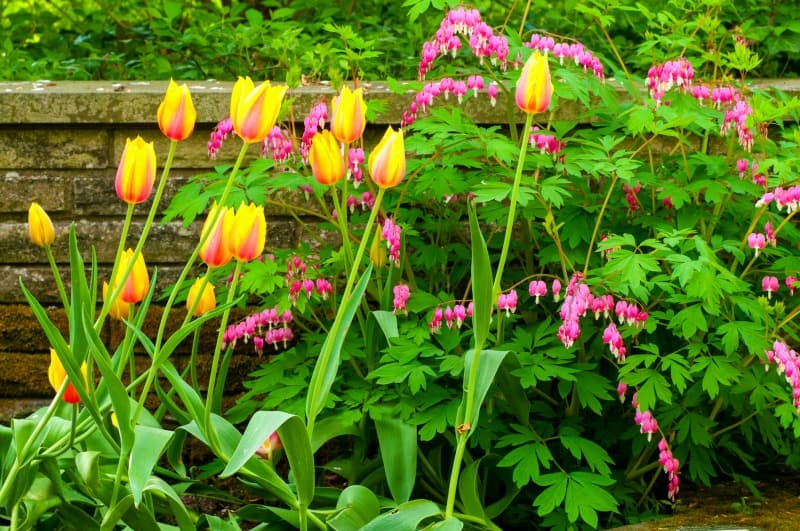 A pretty cluster of Blushing Beauty tulips and bleeding hearts growing in front of a low stone wall