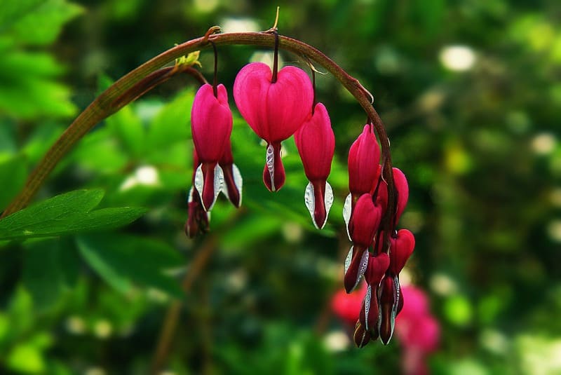 Bleeding Heart Plant Care Secrets You Should Know