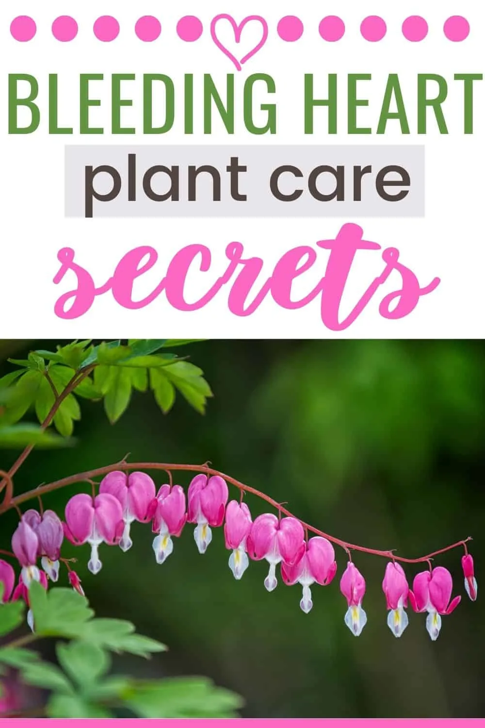 Bleeding heart plant care secrets