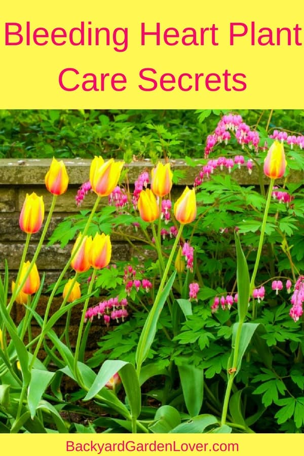 Bleeding Heart Plant Care Secrets You Should Know