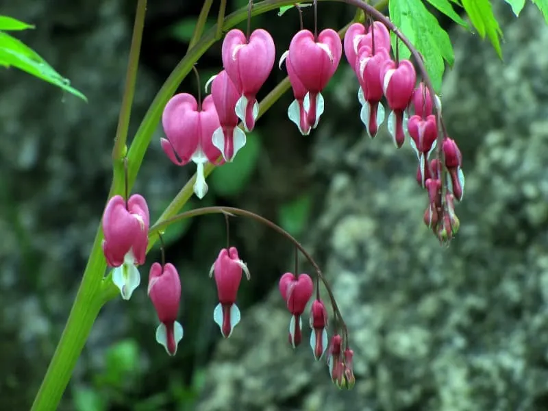 Bleeding heart spring flowers