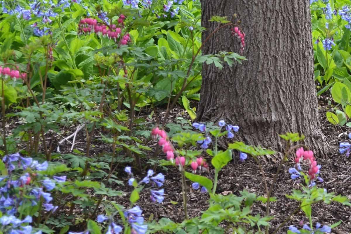 bleeding heart and Virginia bluebell flowers growing under a tree