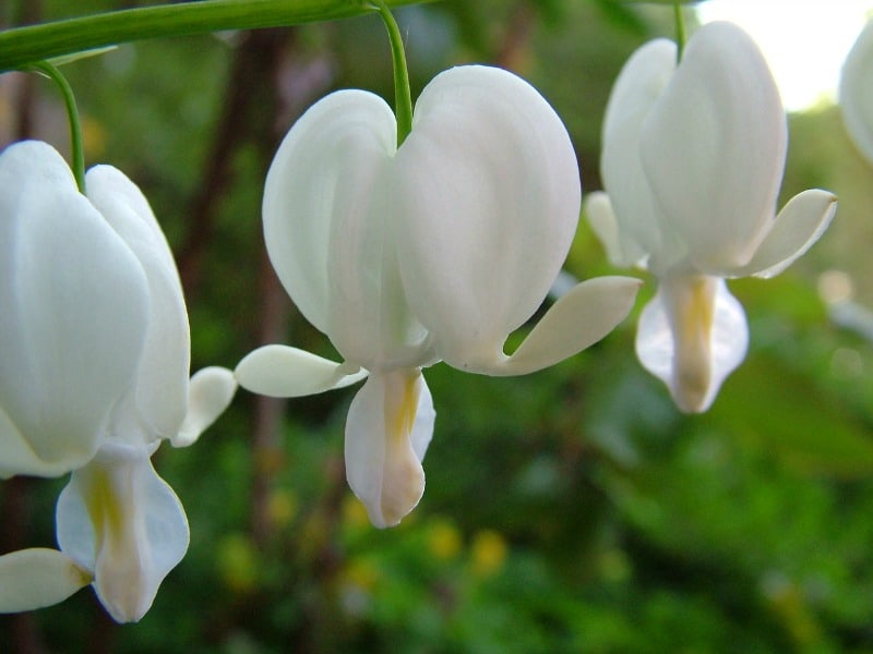 Bleeding heart white flowers