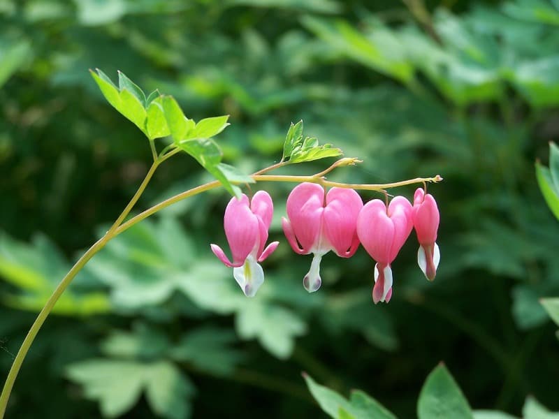 Bleeding heart pink flowers