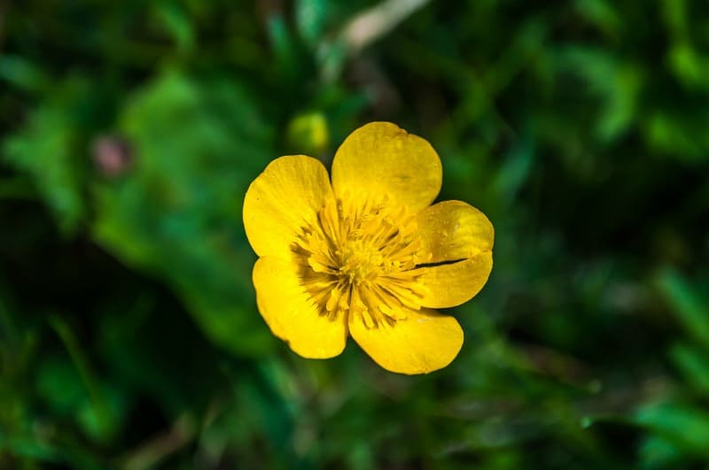 picture of miniataure buttercup weed picture of miniataure buttercup weed