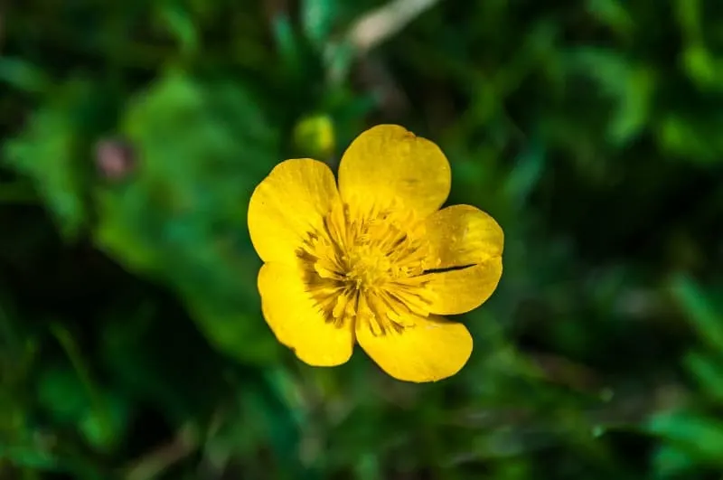 buttercup flower