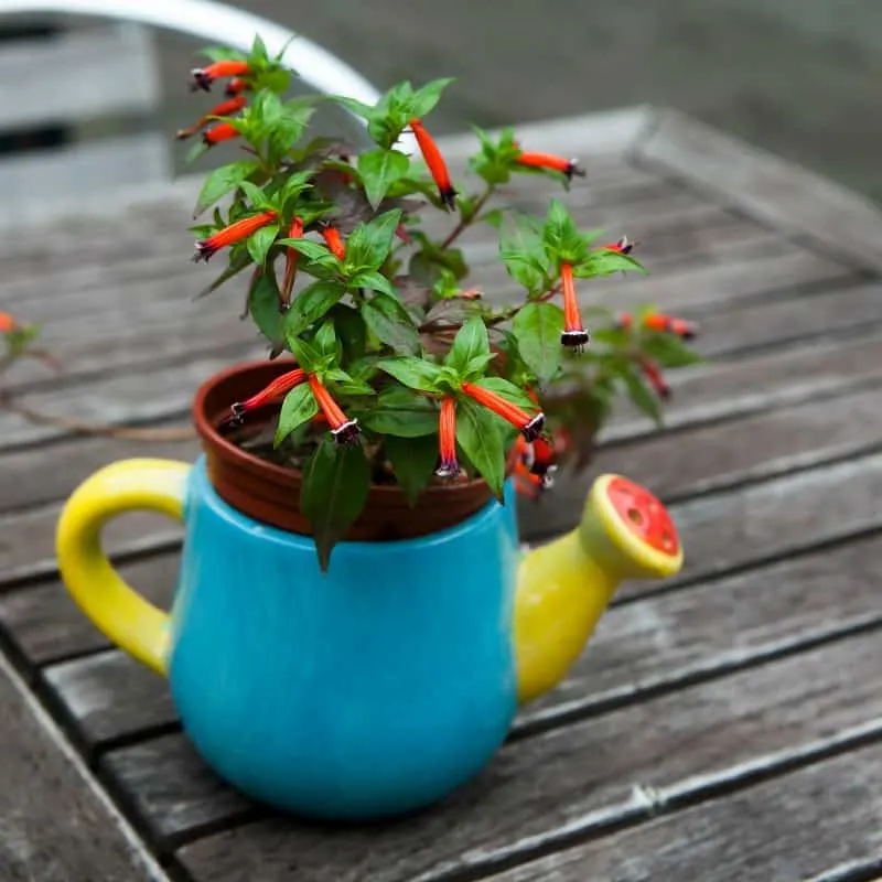Cuphea ignea in colorful teapot as a decoration of wooden table: also known as cigar plant, cigar flower, firecracker plant, or Mexican cigar