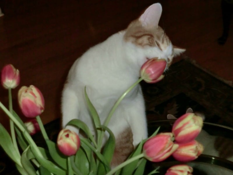 Cat smelling tulips