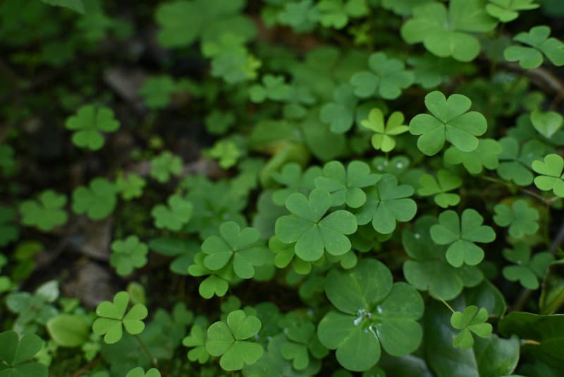 clover leaves