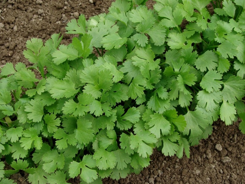 Coriander growing in the garden